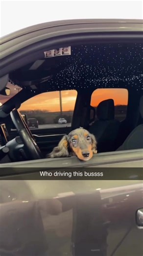 Understanding the Costs of Owning a Dachshund