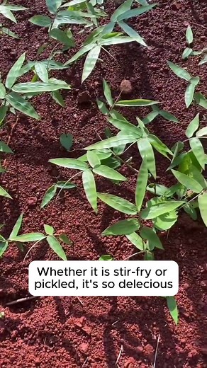 4.3K views · 14 reactions | The world's largest bamboo #gardening #garden #gardeningtips #gardenlife #gardeninspiration #gardenideas #gardenlove #gardendesign #gardenersofinstagram #gardenersworld #garden_styles #gardenphotography #gardenlovers #gardenerslife #gardenarart #gardenbeauty #gardensofinstagram #gardenplants #gardenviews #gardenersparadise #gardenista #gardeningcommunity #gardenloversclub #gardenaddict #gardeners #gardenerslife | Gardening Ideas | Facebook