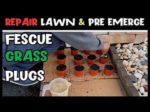 How To Grow Grass For Lawn Repair | Rtf Grass Plugs