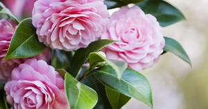 12 tipos de camélias para iluminar seu dia