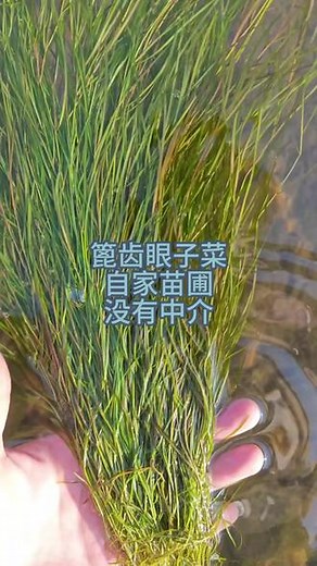 篦齿眼子菜 篦齿眼子菜沉水草本。根茎发达，白色，直径1-2毫米，具分枝，常于春末夏初至秋季之间在根茎及其分枝的顶端形成长0.7-1厘米的小块茎状的卵形休眠芽体。#篦齿眼子菜 #篦齿眼子菜价格 #篦齿眼子菜基地 #水生植物 #一份耕耘一份收获