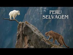 PERU SELVAGEM | Os Senhores Dominantes dos Andes | Documentário Completo
