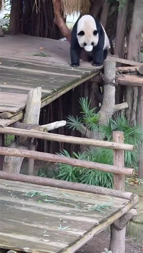 #panda Haoqi’s Sweet, Confused Look at Her Grumpy Cub Qisanmei#funny #cutepanda #fyp