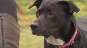 Police warn dog owners of homemade tennis ball bombs