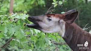 Heute ist Welt-Okapi-Tag: Der Zoo Berlin unterstützt seit mehr als 30 Jahren das 1987 gegründete Okapi Conservation Project, das sich für den Erhalt der Okapis sowie des gesamten Ökosystems mit seiner großen Artenvielfalt im Ituri Wald einsetzt – einem 63.000 km2 großen Gebiet im Nordosten der Demokratischen Republik Kongo. Auf 13.700 km2 des Tieflandregenwaldes leben etwa 5000 Okapis im Okapi Wildlife Reserve, das 1996 zum UNESCO-Weltnaturerbe erklärt wurde. Dr. Tobias Rahde, Artenschutz-Kurato