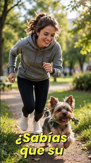 Yorkshire Terrier Y Sus Cuidados Especiales