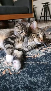 Dying 🤣 Bambi is so kindly saying no to Moose and Moose couldn't care less! #cats #catlover #kittens #catsoftiktok | Fostering kittens