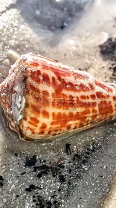 Save & Read below! ✨️⬇️ . I find Alphabet cones often here in SW Florida (the shell pictured here) 🙌🏼 . I appreciate all of the concern shown when I film these. A few things to point out...⬇️ . There is no mollusk in this shell. I can tell a few ways. One, I cannot see a mollusk (typically seen in the opening of the shell), Two, there is sand in the opening, Three, there is a smaller shell stuck in the opening. 🙏🏼 . Please note that EVEN WHEN ALIVE, Alphabet cone snails, and most cone snails