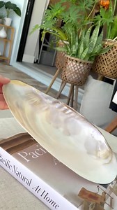 Giant Mussel Shell Half's *all Sizes* Polished Mother of Pearl Decorative Dish - Etsy