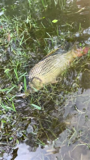 🎣 Fishing for LIFE in a Desi Village | A Day of Traditional Fishing in Rural Life 🌾 Village Ltd