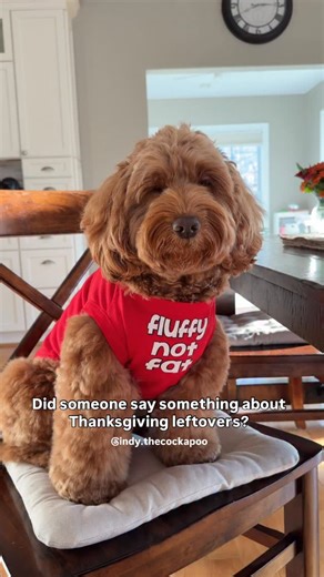 INDY THE COCKAPOO on Instagram: "Always happy to help with leftovers😋 #cockapoo #doodles #thanksgiving #puppydogeyes #fluffynotfat"