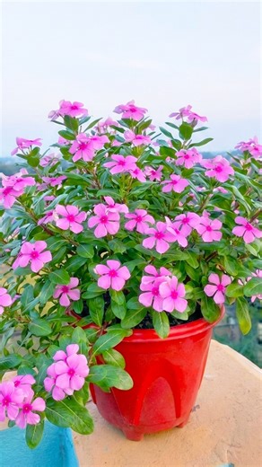 rowing periwinkle flower plant at home | Make your garden colorful & blossom //#reels #shorts