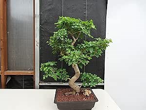 45 Year Old Flowering Ligustrum Specimen Curved Trunk Bonsai Tree