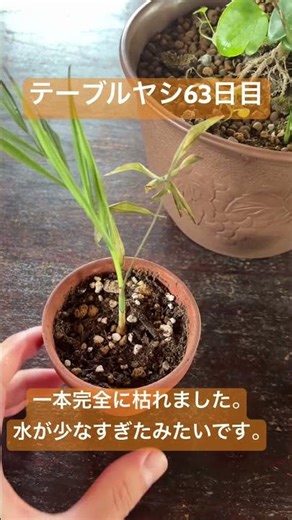 テーブルヤシ63日目 #観葉植物 #枯れた