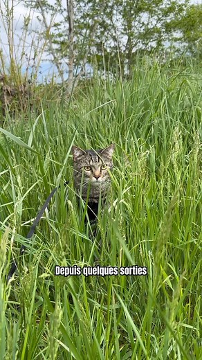 L’herbe à chat est une source de vitamine pour vos chats et ameliora leur digestion ! A ne pas confondre avec l’herbe aux chats qui regroupe des plantes exitantes ou ephorisantes 😉 #herbeachat #chats #chatstagram #cutecat #drole #animaux #animauxdroles #shortswithzita #leptitmilo | Leptitmilo