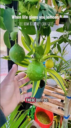 When life gives you lemons… see how BIG they can get!