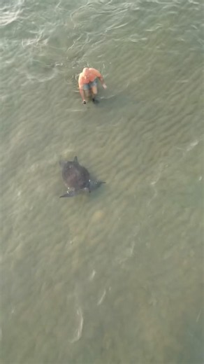 🐢 Heute werden wieder Meeresschildkröten dem Meer übergeben 💛