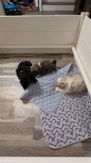 Southern Charm Pups / Shih Tzu , Shih Poo’s & Micro/Mini Bernedoodle’s on Reels