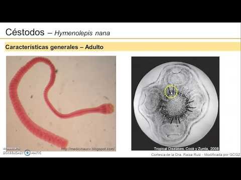 Morfología de las formas evolutivas - Hymenolepis nana