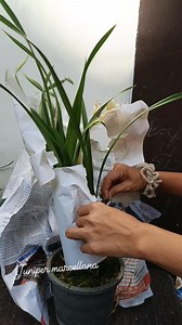 Cymbidium white pendulous☘️🙊 It has a mild scent! A variety of heat tolerant cymbidium ground orchids! #reelschallengereelschallengereelschallengereelschallenge #fypageシ #fypviral #fypシ゚ #orchids #plantsmakepeoplehappy #gardening #plantita #garden #plants #flowers | Juniper Marcellana
