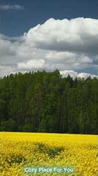 Summer Field Symphony ☀️🐝