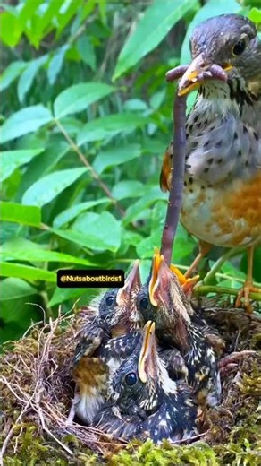 A child is everything to a mother! #nest #birds #birdsong #birdsinging