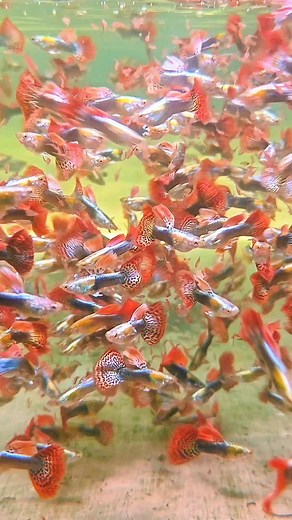 Punya Guppy Farm on Reels