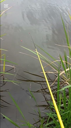 びん沼自然公園 婚姻色 タナゴ #小物釣り #タナゴ釣り