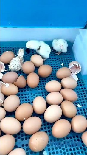 YIWAN 64 eggs incubator# high hatching rate #egg hatcher#YIWANG egg incubator