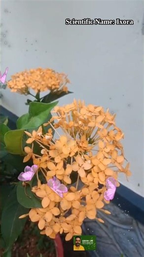 Beautiful Yellow Ixora Flowers 🌼 | #flower #shortfeed #dailyshorts #ytshorts #fypシ