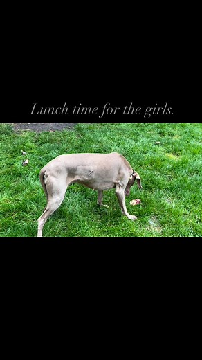 #weimaraner #longhairweimaraner | Prosperous Grey Knight | Facebook