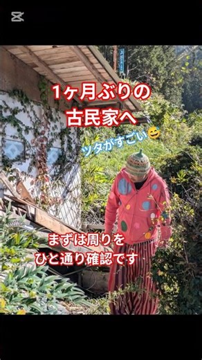 古民家リノベ😀久しぶりに行くとツタが伸びてドクダミもわさわさ😆扉を開けて風を通しました👍#古民家ライフ #古民家再生 #diy #田舎暮らし