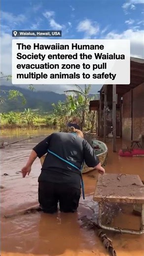 Animal rescue teams brave Hawaiian floods to save beloved pets