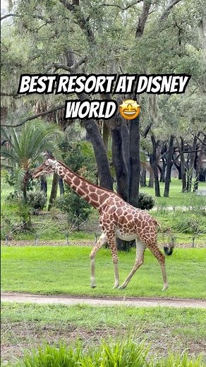 This is why you should stay at Animal Kingdom Lodge 🤩 #animalkingdomlodge #disneyworld