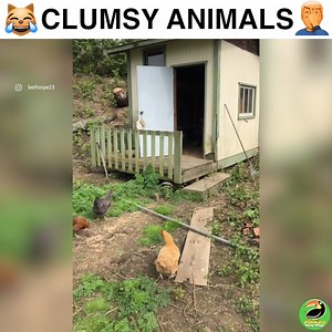 2M views · 10K reactions | Sometimes it be like that  | Animals Doing Things | Facebook
