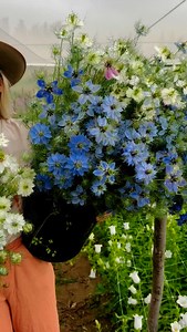 🖤BLACK FRIDAY SPECIALS on Seasonals...starting tomorrow 🖤 Buy any bunch of Campanula, Snaps, Craspedia, Godetia, Agrostemma, Phacelia or Dianthus for only R60 per bunch 🖤🖤 | Adene's farm flowers