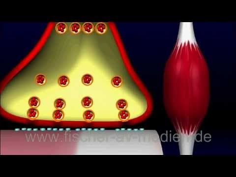 Die Motoneuronen - kurz und bündig
