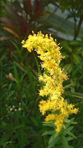 ✨ Nature’s Sunshine | Canadian Goldenrod in Bloom