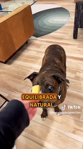 ¿Los perros pueden comer papa? Beneficios y riesgos
