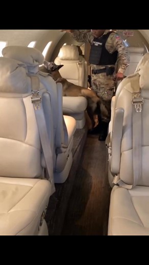 K-9 Flight security officer 🐾🐾🐾🐾🐾🦴🦴🐾 #k9 #k9 #dogsofinstagram #dogtraining | Police K9 HAÏTI