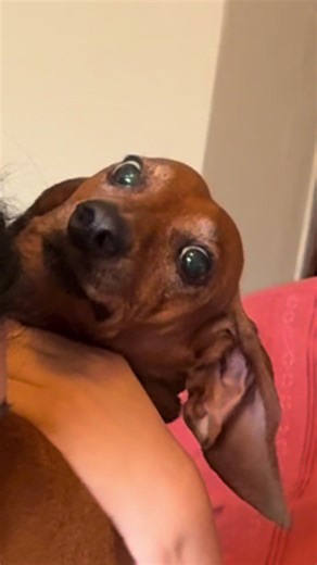 Ay la atravesé #fyp #humor #piercing | piercing