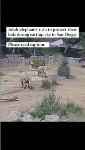 African elephants in San Diego Zoo Safari Park reacting to the earthquake in San Diego today. First, before I say anything else, at the end of this caption I will share my thoughts on elephants in zoos. Like human beings, most elephant behavior is a blend of cultural learning and social transmission. But the reaction that elephants have to earthquakes—not just here but in the wild—is fundamentally biological; it’s rooted in anatomy and physiology. Did you know that one of the ways that elephants
