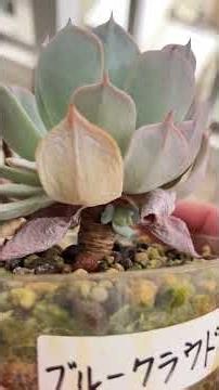 下から見るとシワシワ葉っぱのブルークラウドにたっぷり水やり｜めいかん多肉植物園#Shorts