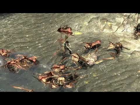 SWELTER REBELS VS BETA ANTLIONS (GMOD NPC BATTLES)