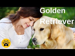 Le chien Golden Retriever 👉 Caractère - Utilité - Alimentation – Santé