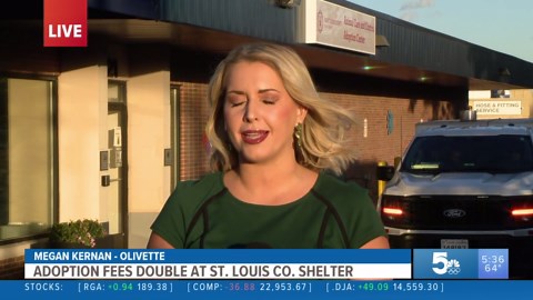 Adoption fees double at St. Louis County shelter