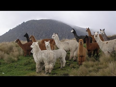 9 Awesome Native Animals You Must See in Peru