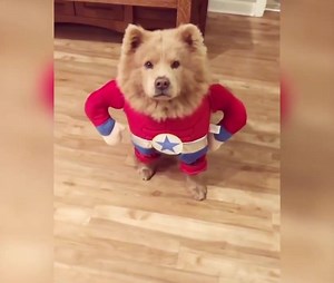 721K views · 686 reactions | These dogs look so cute and funny. Lovely outfits.  | Cartoons | Facebook