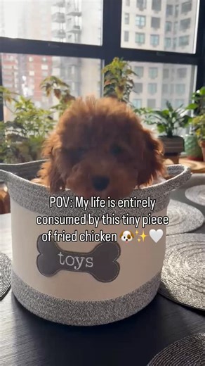 Toki the Golden Cavapoo 🐶 on Instagram: "And I wouldn’t have it any other way 🍗🐶✨🤍 #cavapoo #puppy #dogreels #cutepuppy #dogsofinstagram"