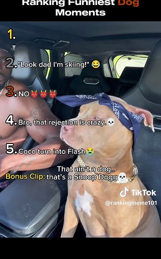 Ranking the Funniest Dog Moments - Hilarious Highlights